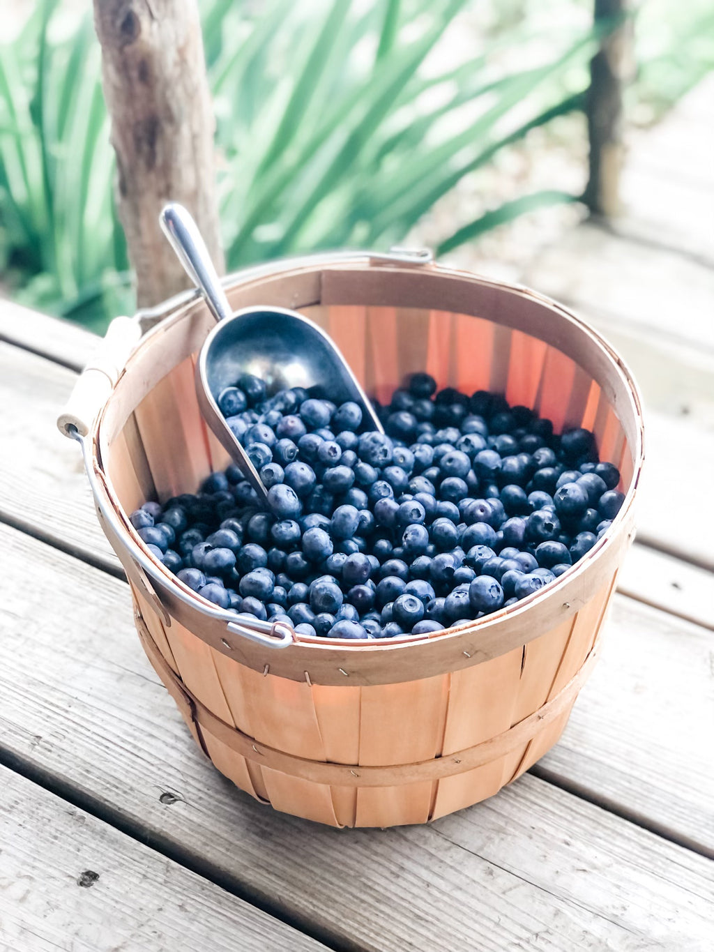 Pre - Pick Blueberries - For Local Pick - Up Only - No Shipping - Liberty Blueberry Farms