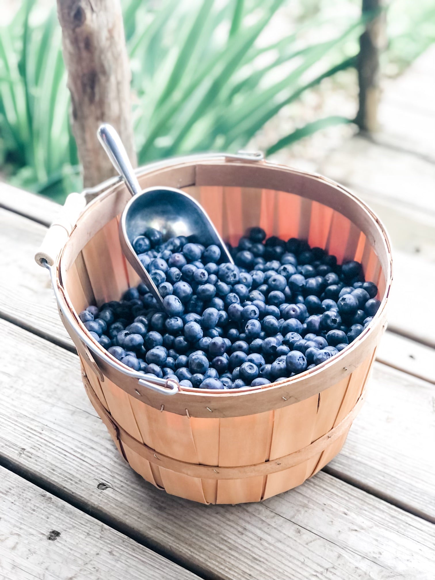 Pre - Pick Blueberries - For Local Pick - Up Only - No Shipping - Liberty Blueberry Farms
