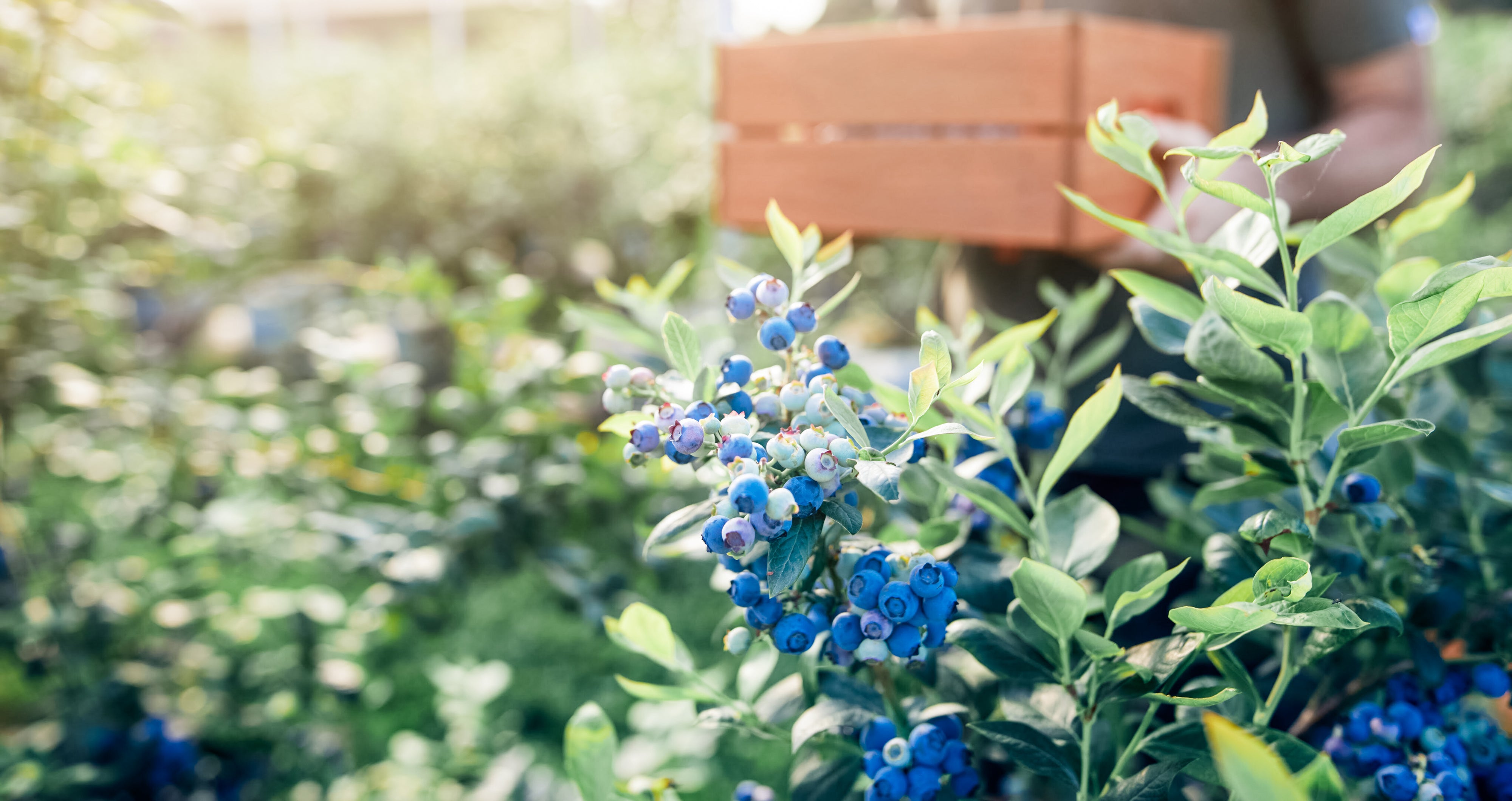 Liberty Blueberry Farms FamilyOwned Farm in Farmington, Missouri